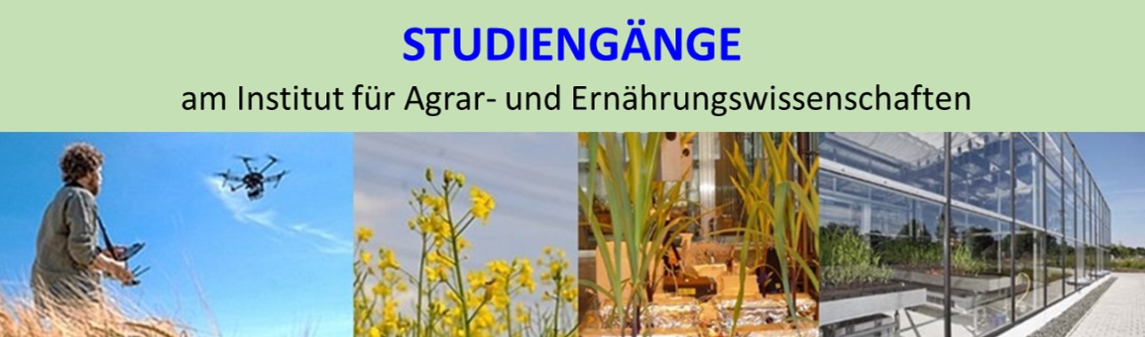 Studiengänge des IAEW